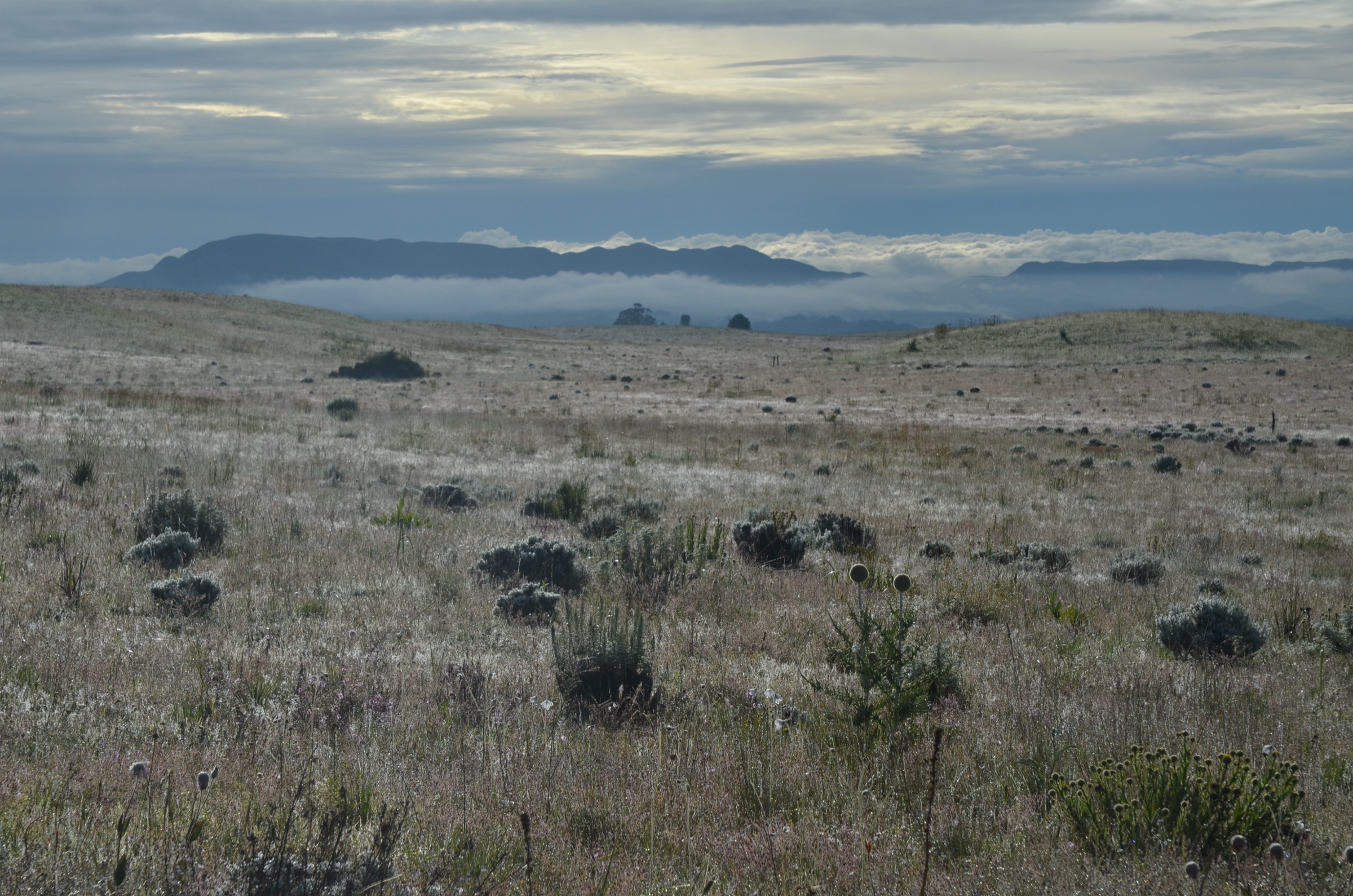Open morning grassland on the Kitulo Plateau, Tanzania