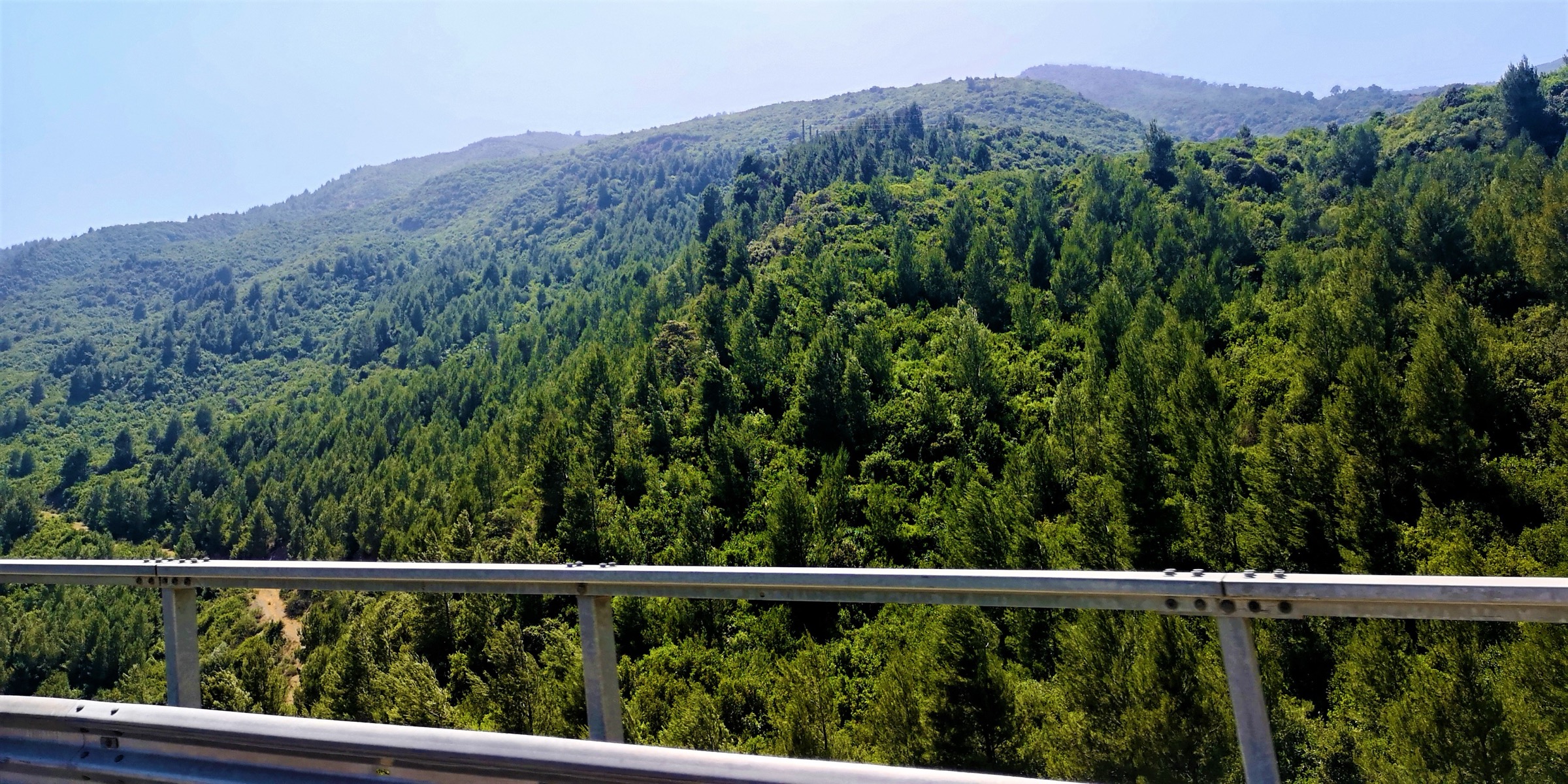 Cedar forest and highland terrain in Chrea National Park, Algeria