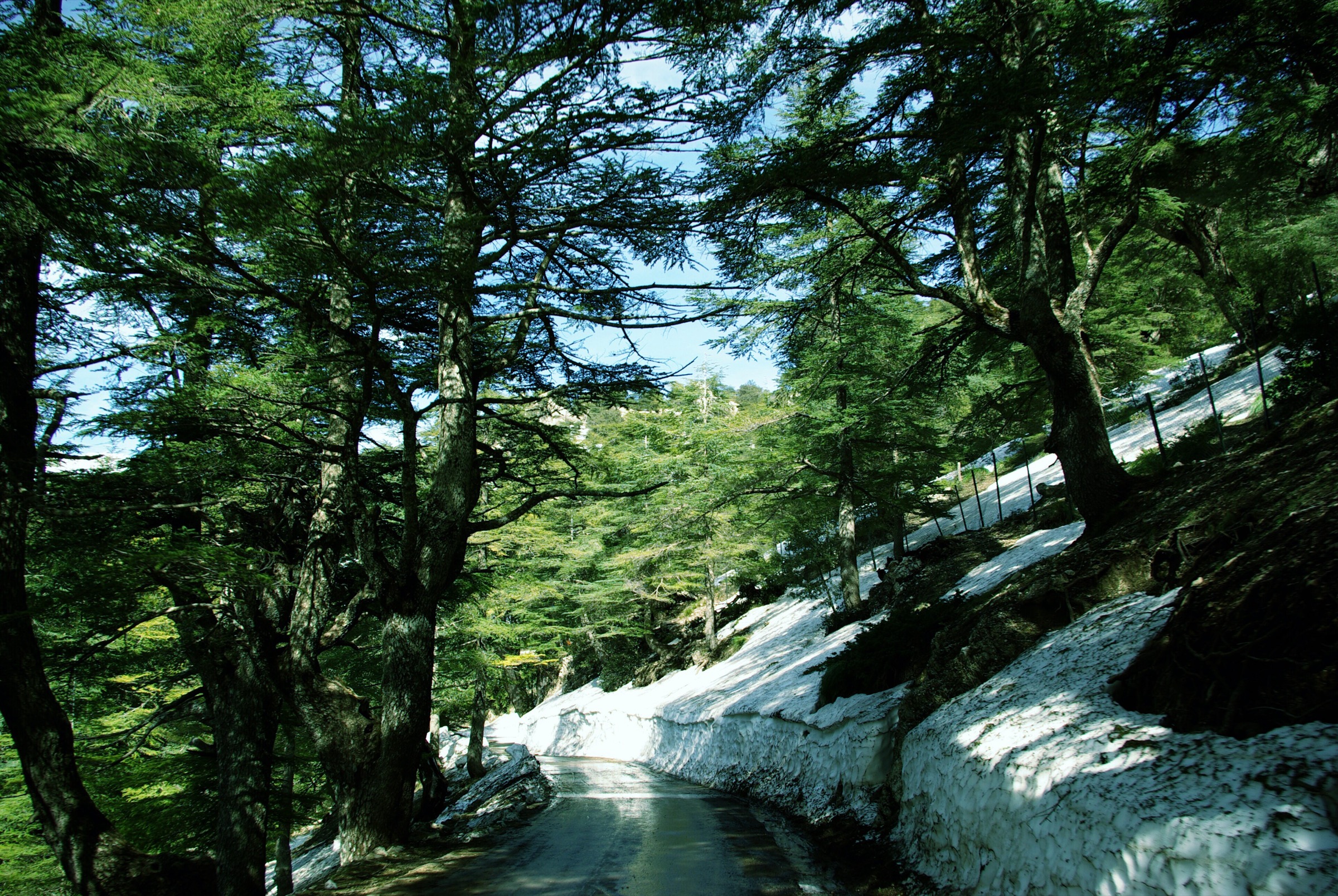 Limestone ridges and mountain terrain in the Tikjda area of Djurdjura National Park, Algeria