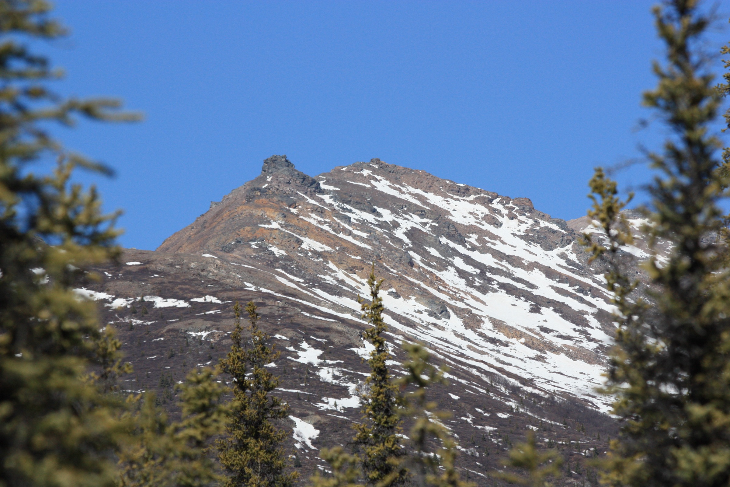 Mount Healy above the Denali National Park entrance area in spring