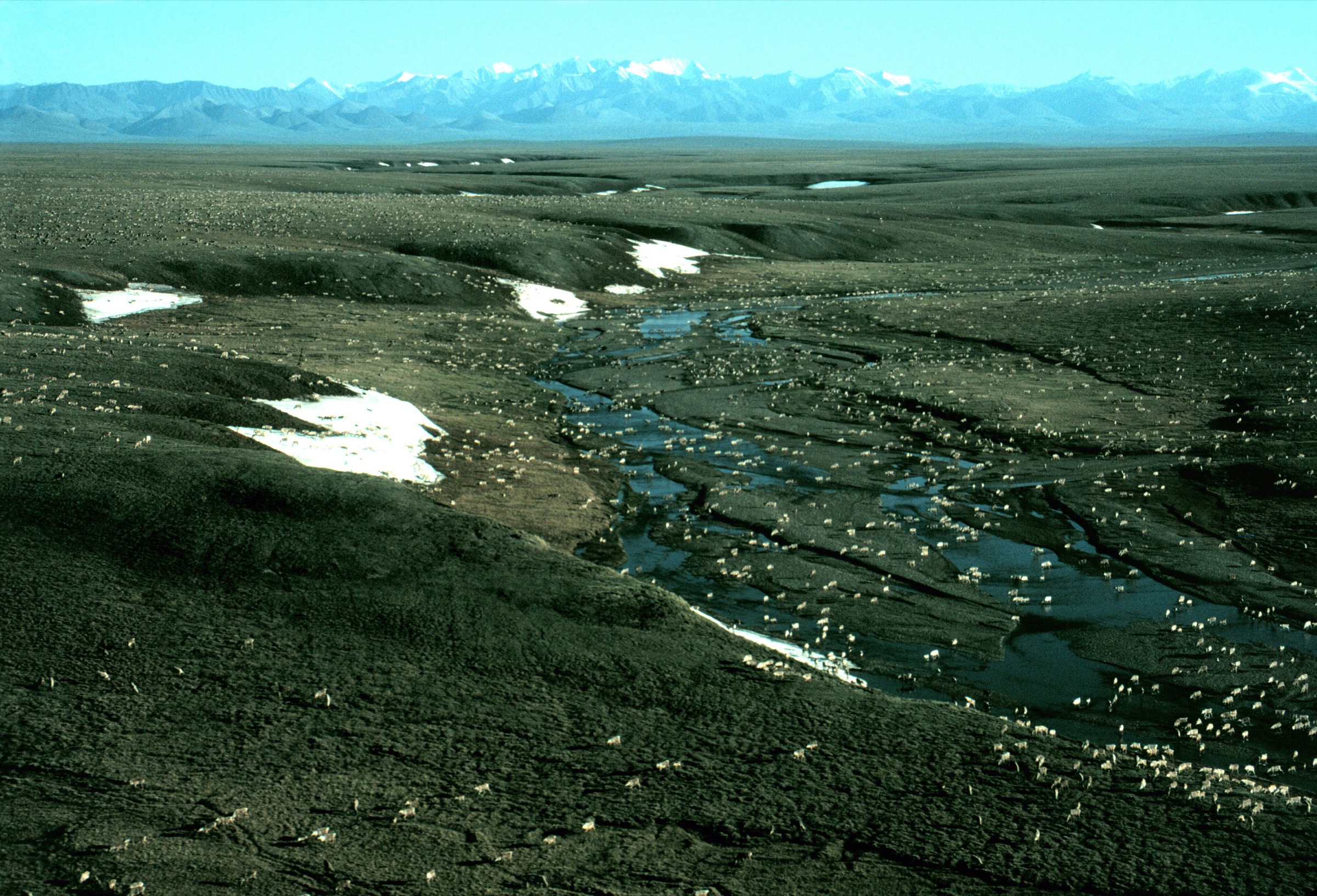 Porcupine caribou herd on the coastal plain of the Arctic National Wildlife Refuge