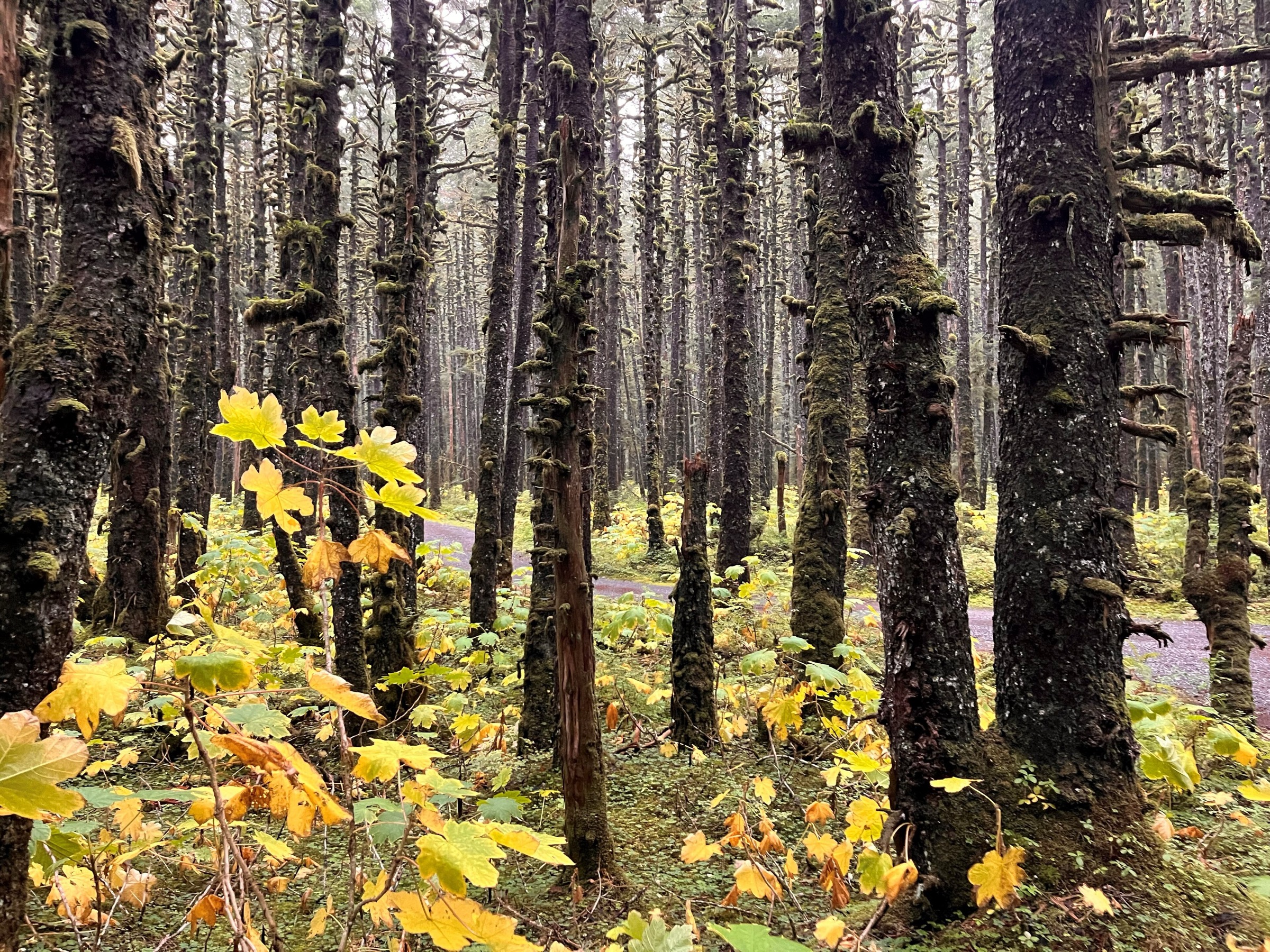 Mossy trees along the Lower Situk River Trail, Yakutat Ranger District, Alaska