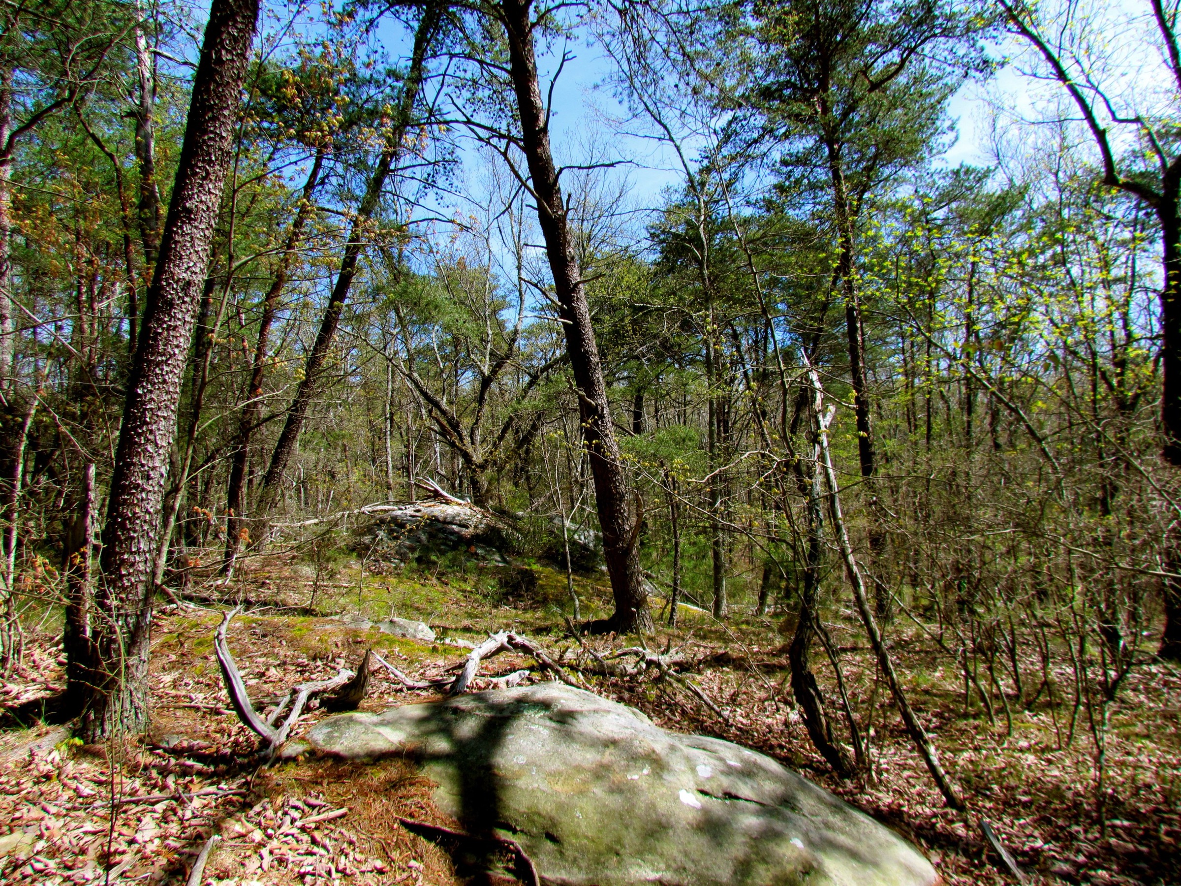 USA — Cumberland Plateau : randonnées essentielles à la journée