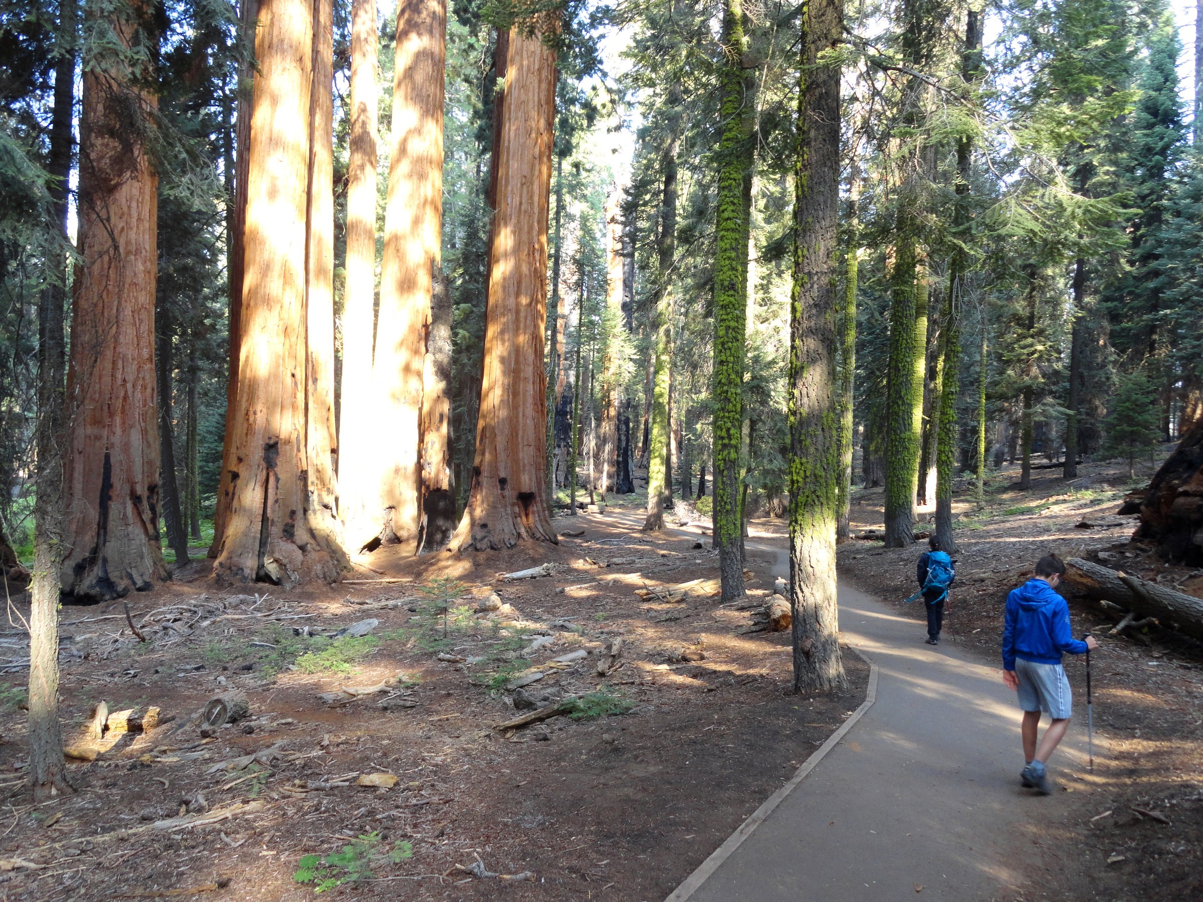 USA — Sierra Nevada : Sequoia et Kings Canyon