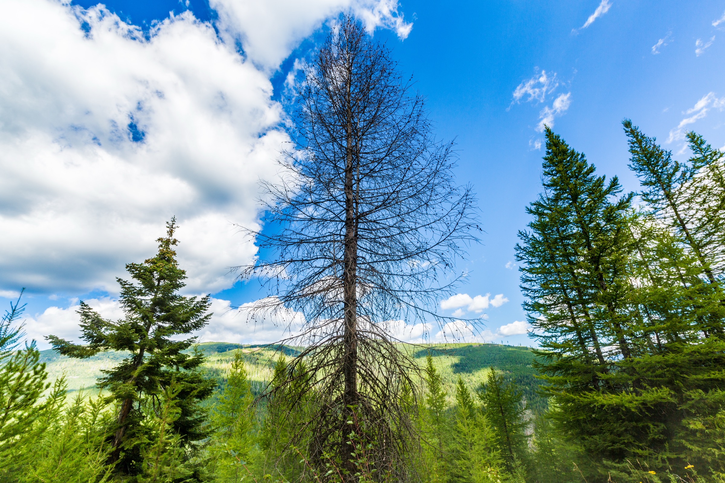 USA — Purcell Mountains (Yaak / Kootenai) : randonnées