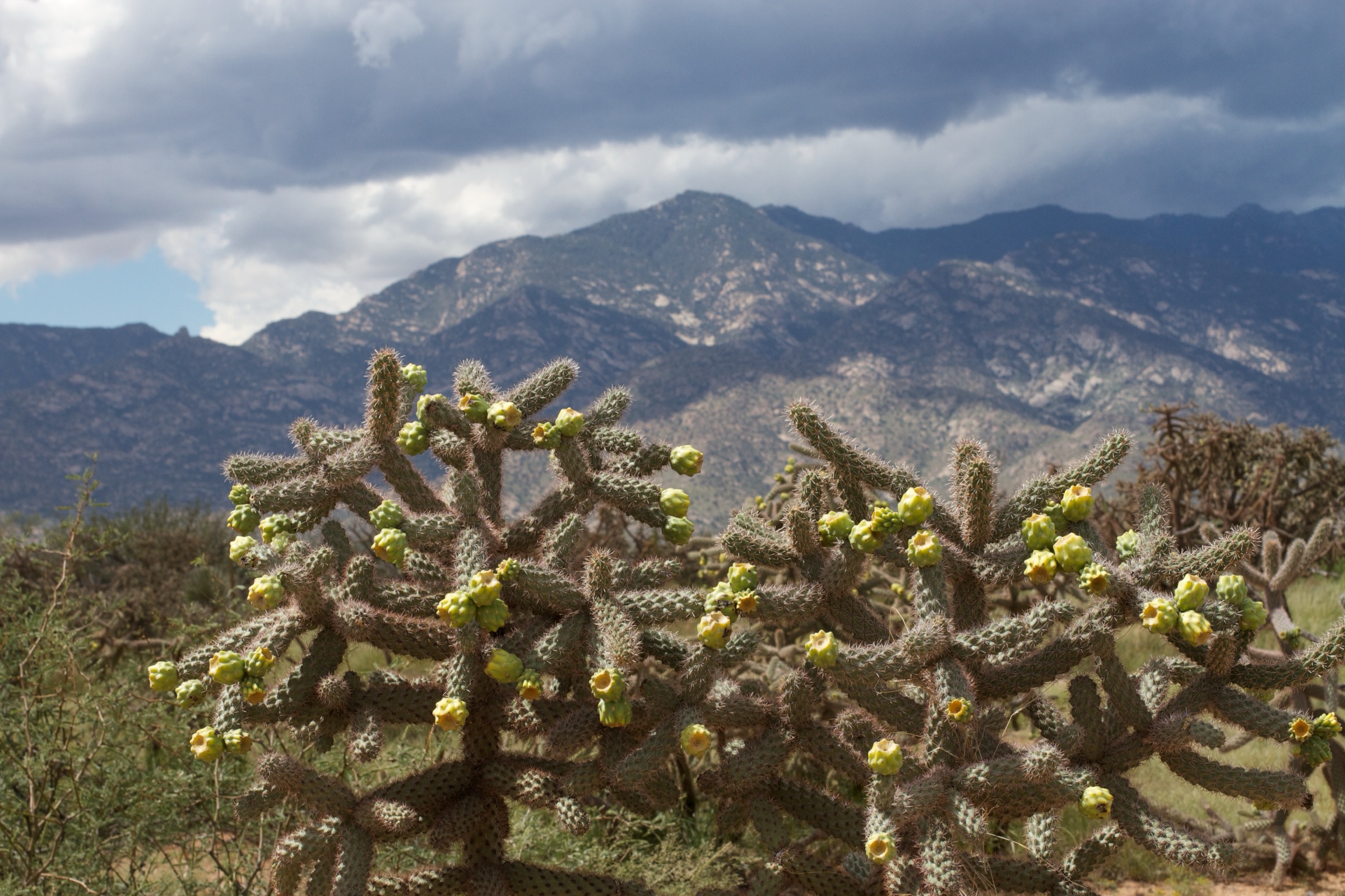 USA — Pinaleño Mountains et Mount Graham : randonnées