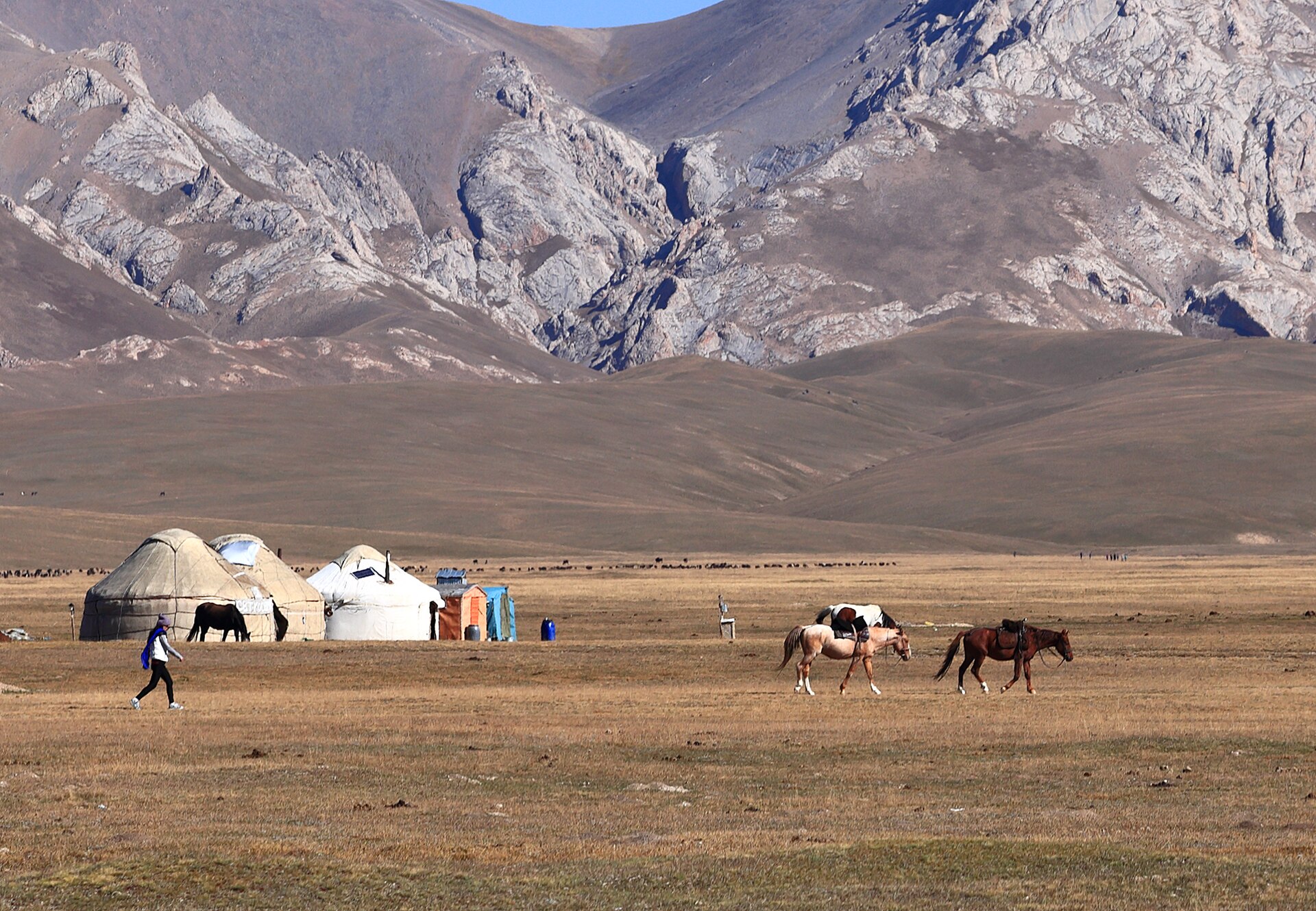 Horses grazing beside white yurts on the open Song-Kul plateau