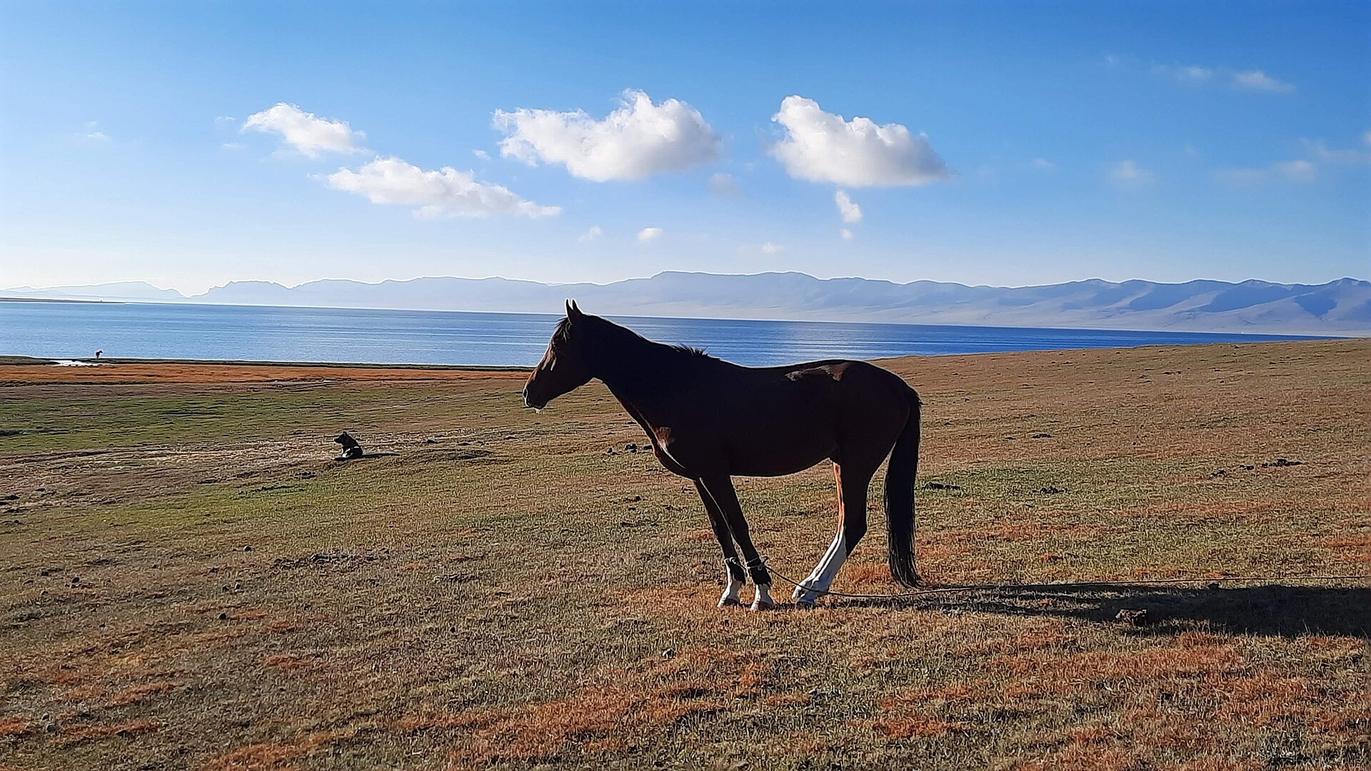 A horse grazing on the shore of Song-Kul lake
