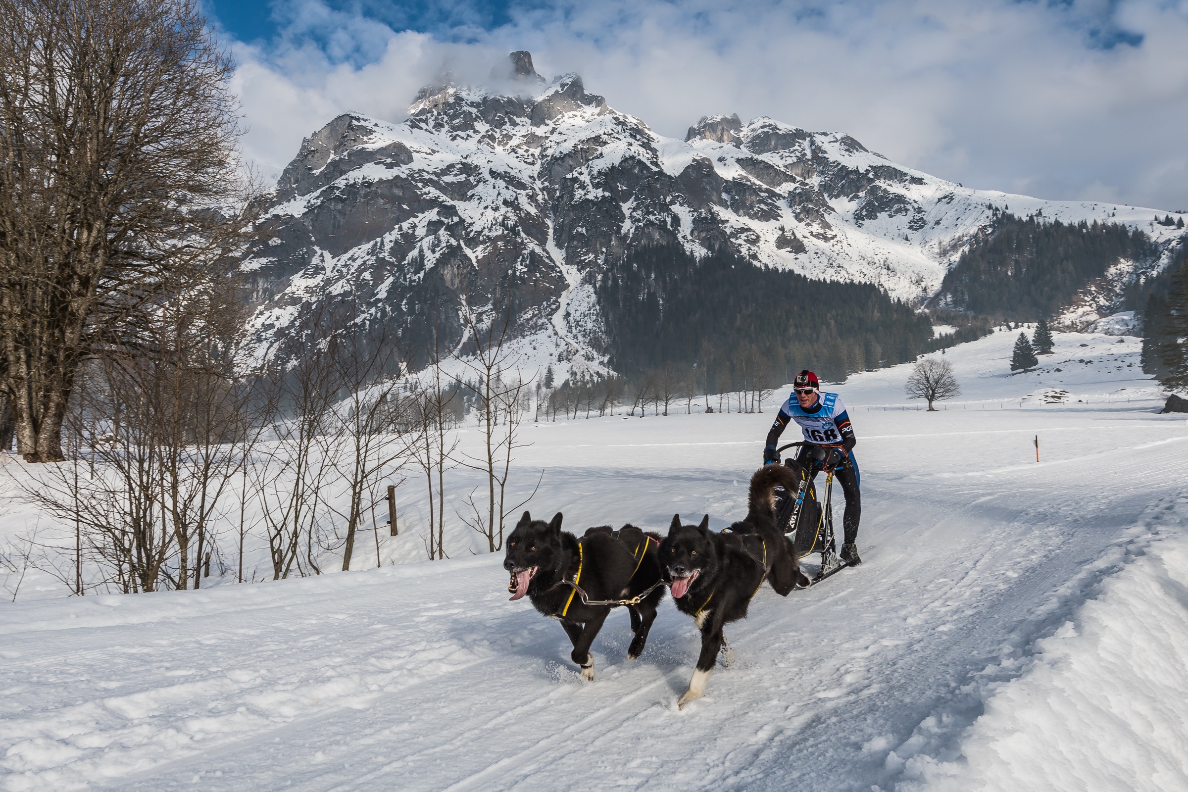Dogsledding in Europe: Where to Ride in France, Switzerland, Italy, Austria and Germany