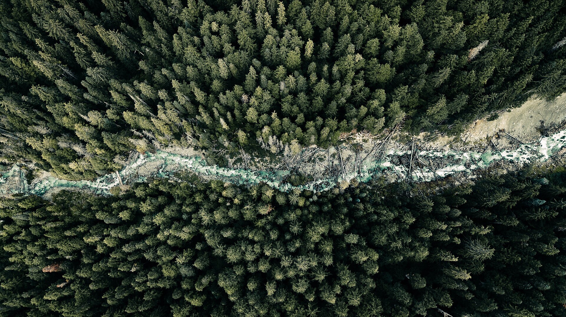 The Nusatsum River flowing through dense Great Bear Rainforest
