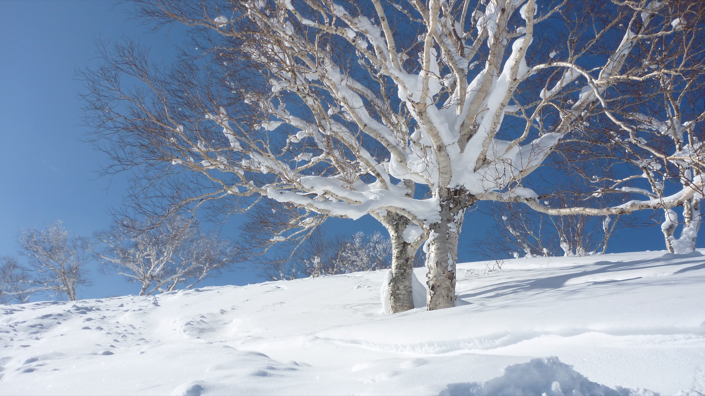 Ski Touring in Hokkaido: Deep Powder, Volcanic Ridges and Onsen Road Trips