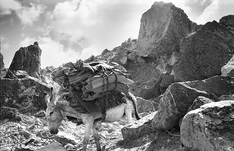 A heavily laden pack donkey moving through rocky Fann mountain terrain