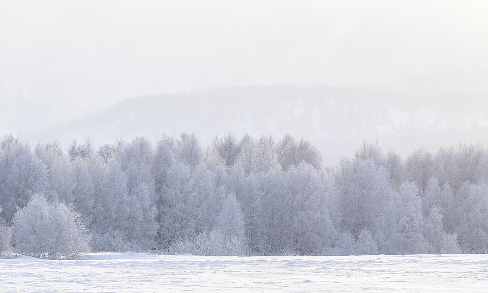 Snow-covered Altai forest glowing at dawn
