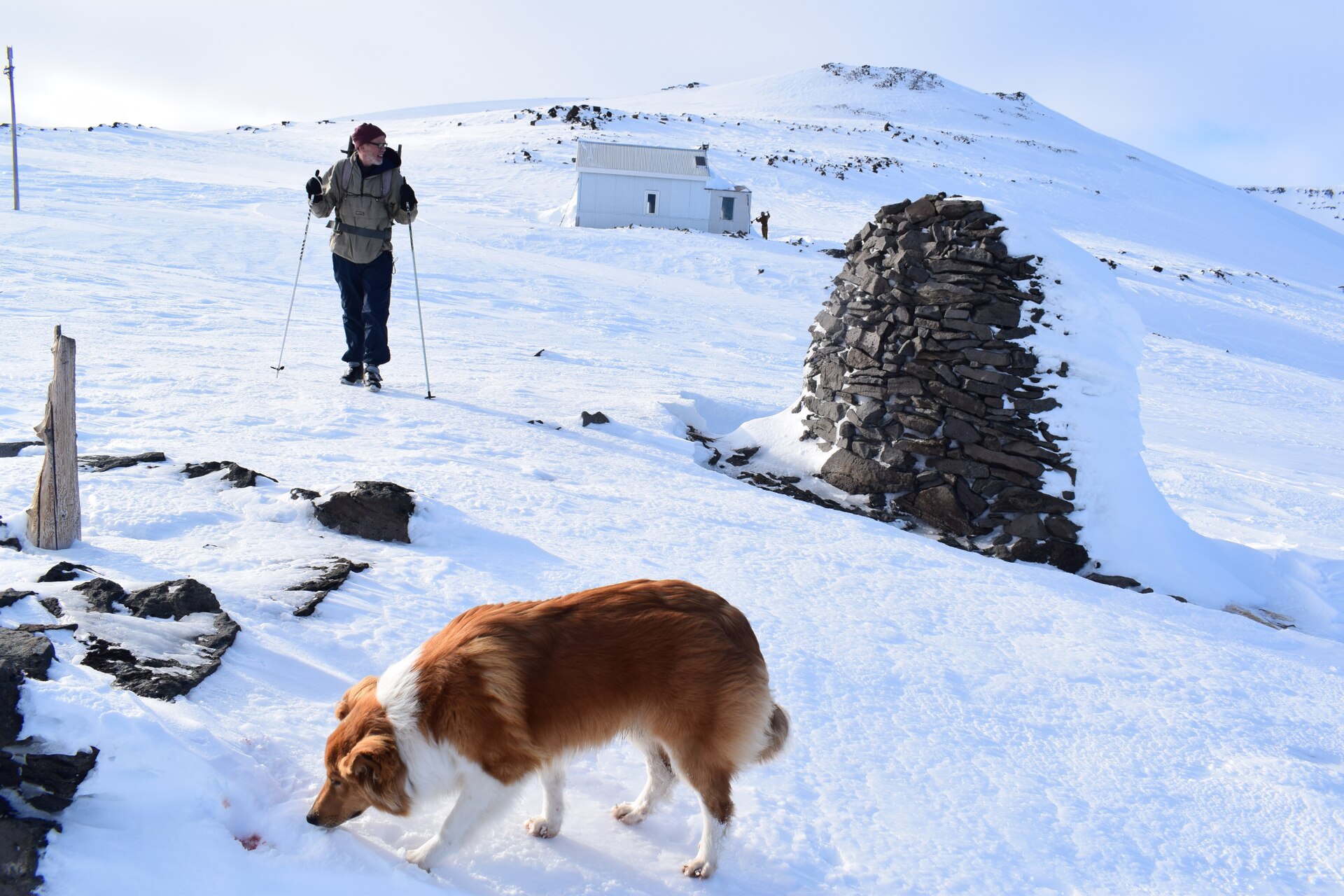 A person and dog travelling through snow beside a simple Icelandic shelter