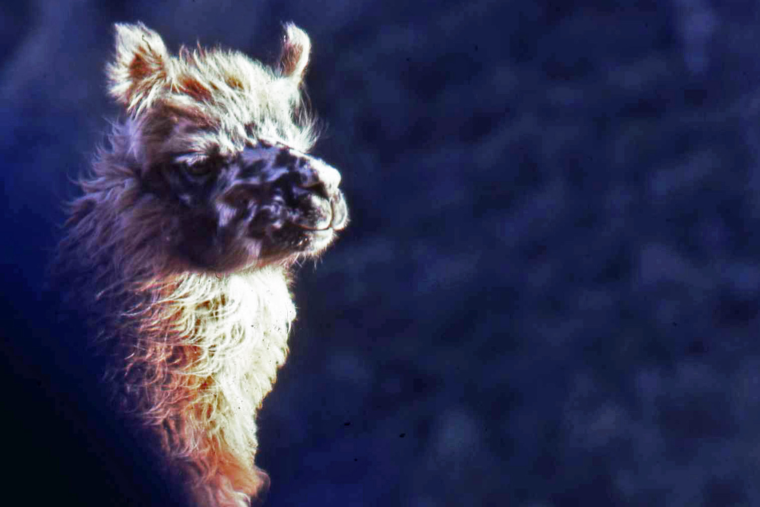 A llama standing in cold wind on the Bolivian altiplano