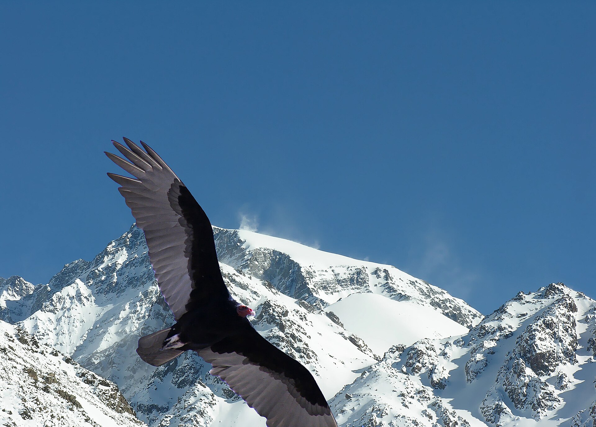 An Andean condor flying in front of the snowy Cordón del Plata above Vallecitos