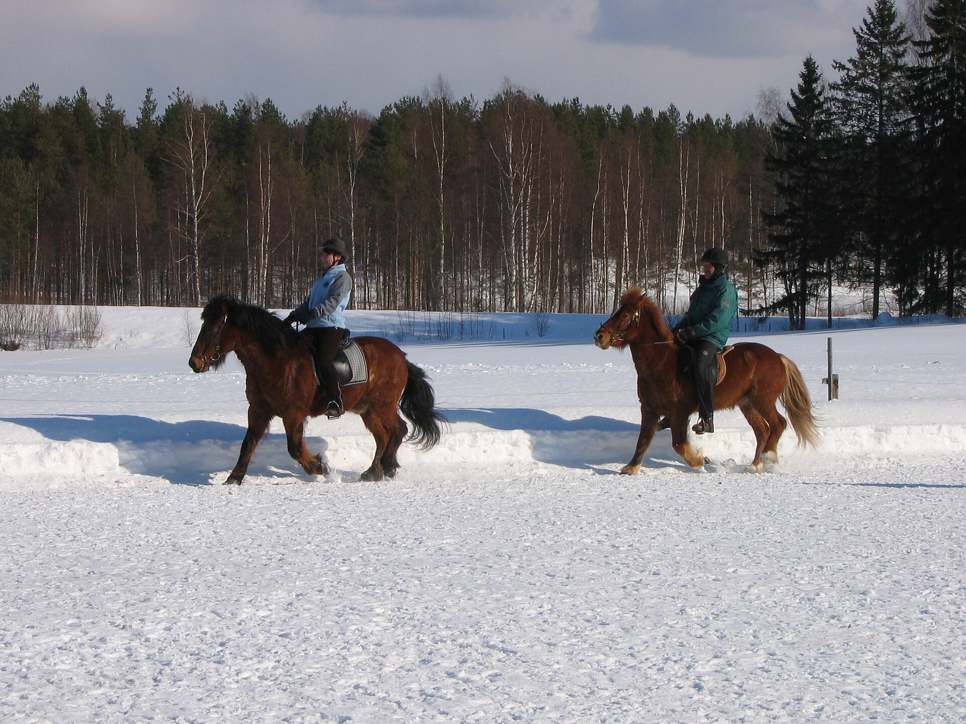Two riders on Icelandic horses moving through snow in Finland