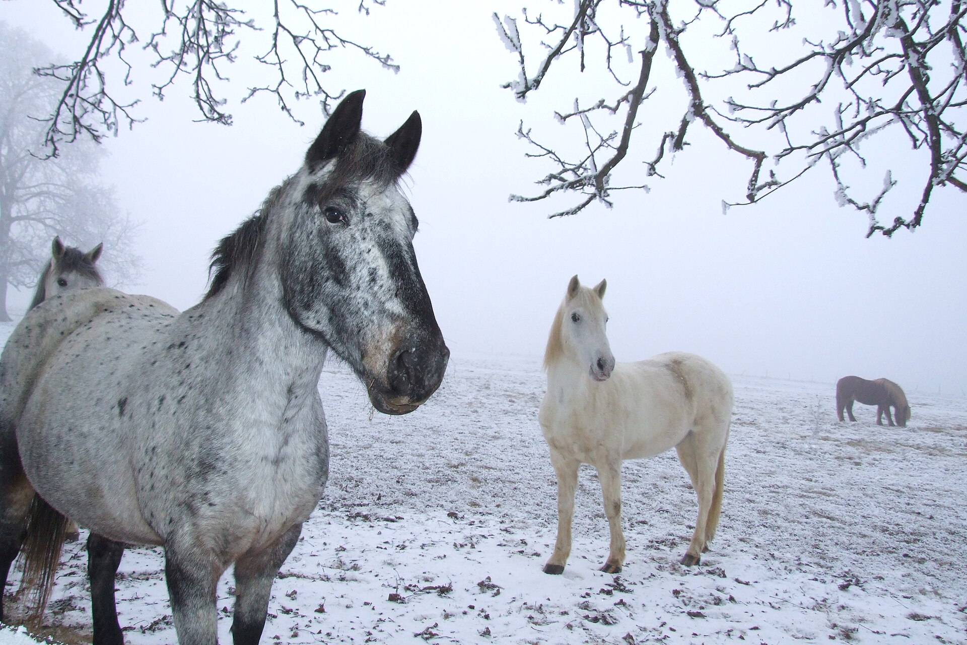 A herd of horses standing in a snowy paddock at a riding academy in Alsace