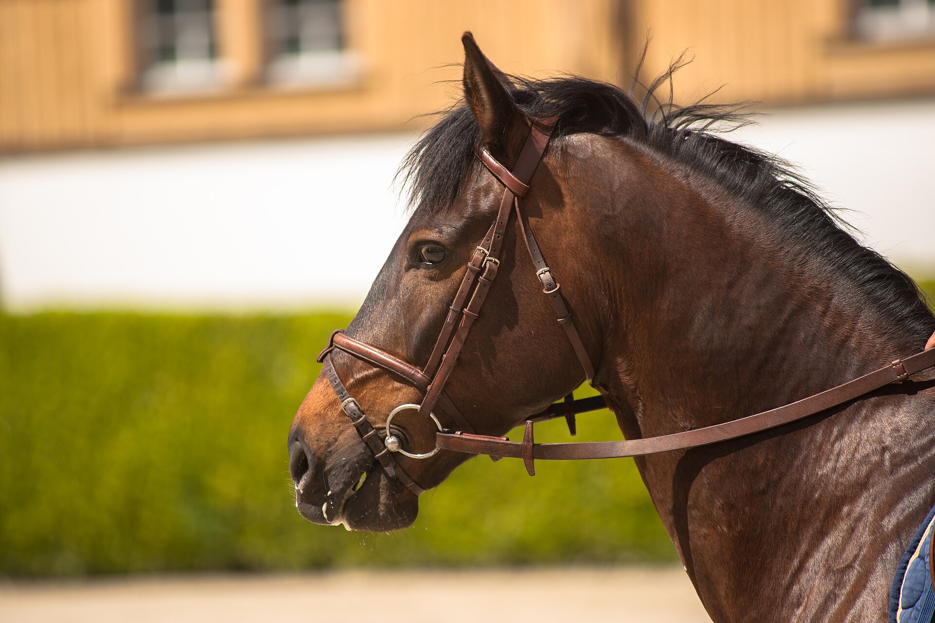 A Franches-Montagnes horse wearing a bridle at the Swiss National Stud