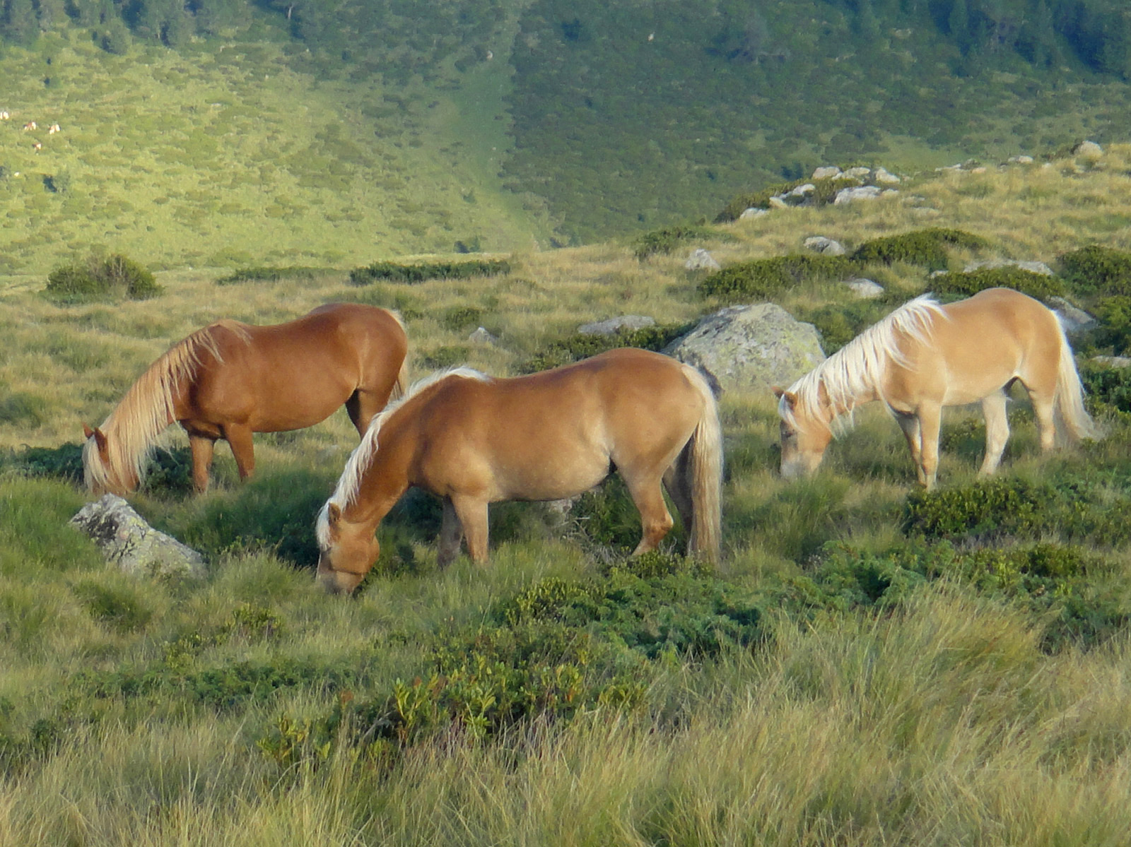 A group of chestnut Haflinger horses with pale manes above Hafling in South Tyrol